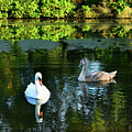 Swans on The Loch - Riccarton Estate