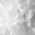 White Carnation